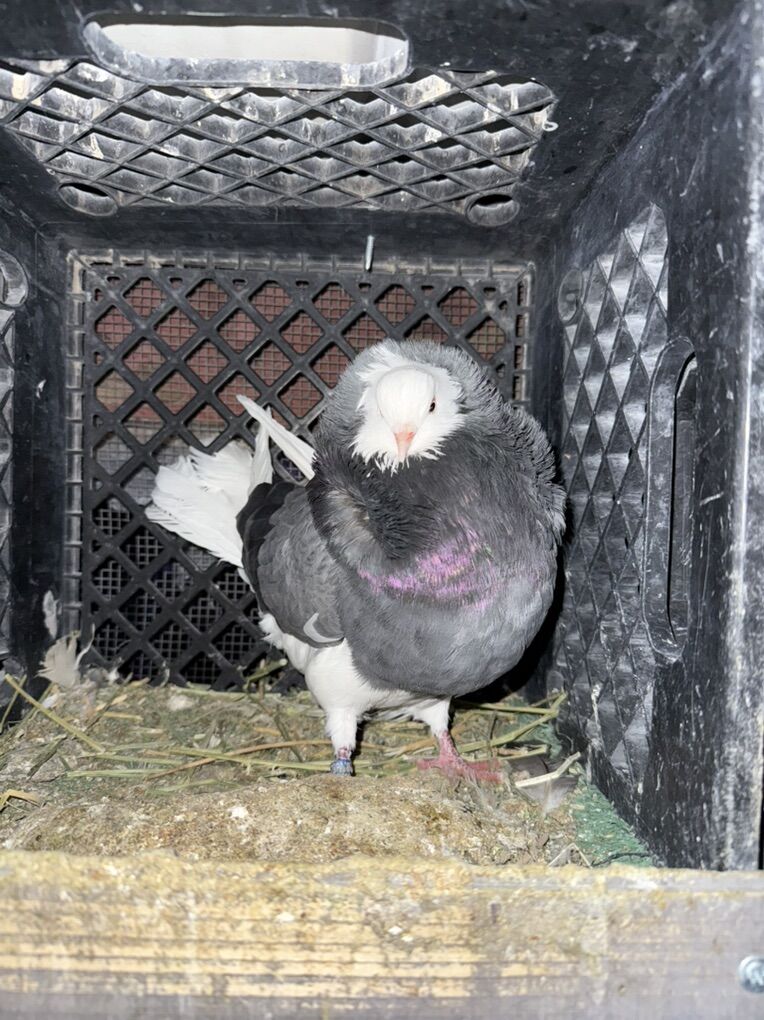 Old dutch Capuchine Pigeons