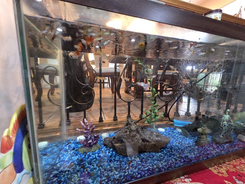 Guppies