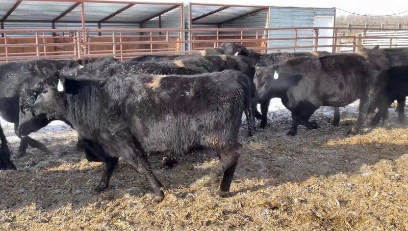 Bred Heifers for Sale: 30 - Bred Heifers