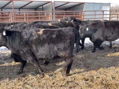 Bred Heifers for Sale: 30 - Bred Heifers