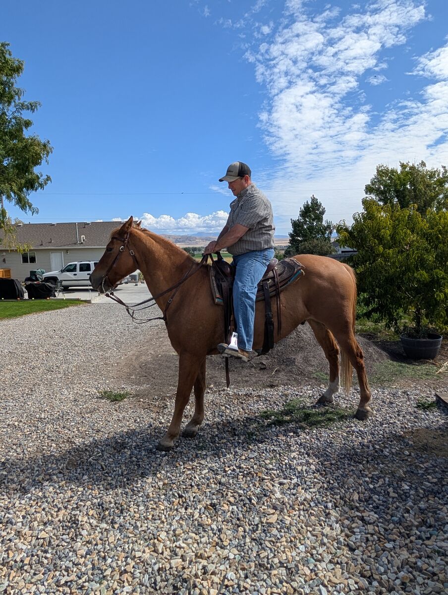 10 Year Old Broke Gelding