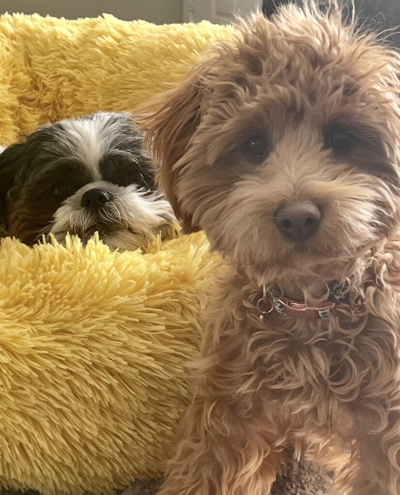 Looking for a Loving Home