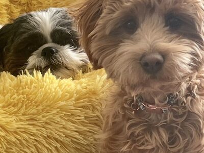 Looking for a Loving Home