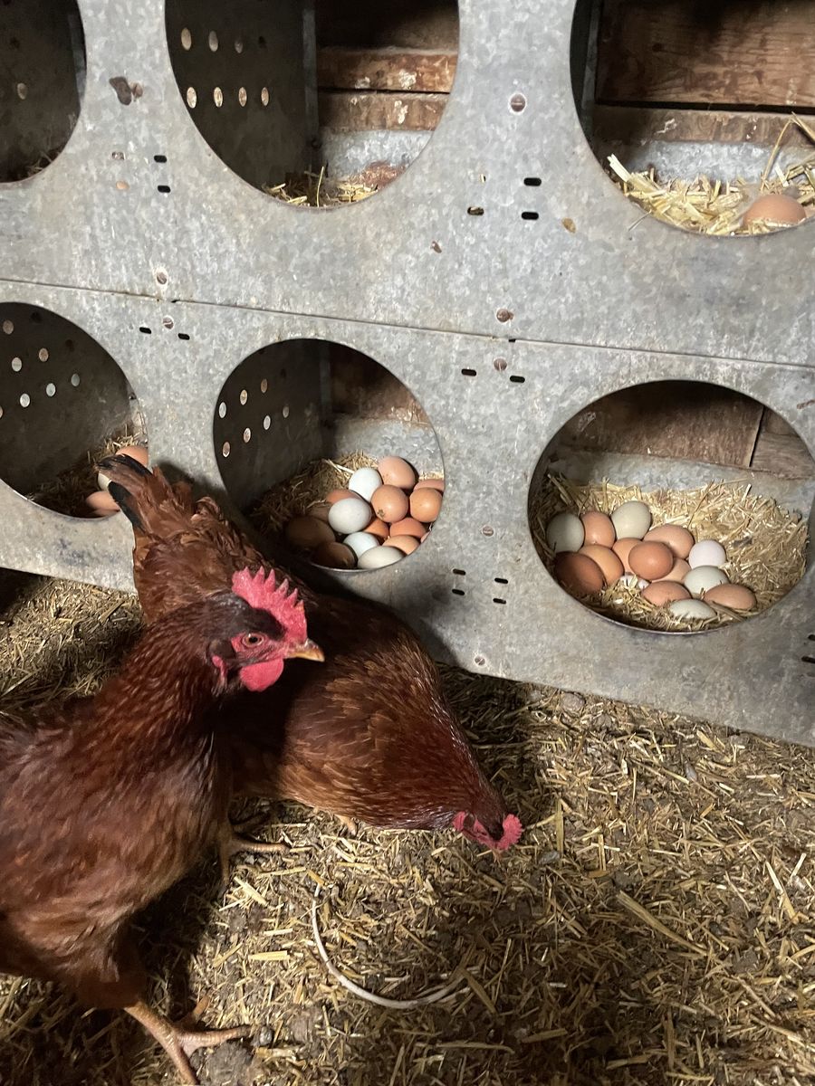 10 Red Star Laying Hens (Pullets)