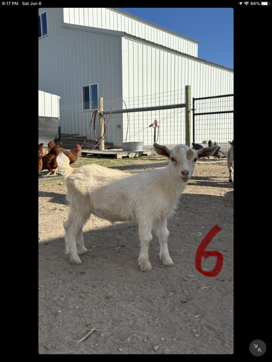 Nigerian Dwarf Goat Kids