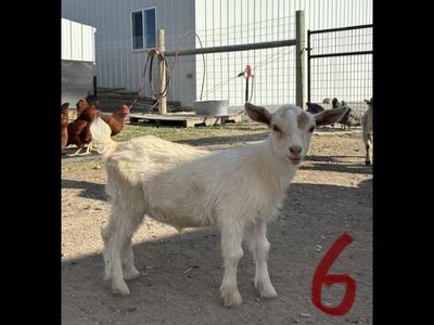 Nigerian Dwarf Goat Kids