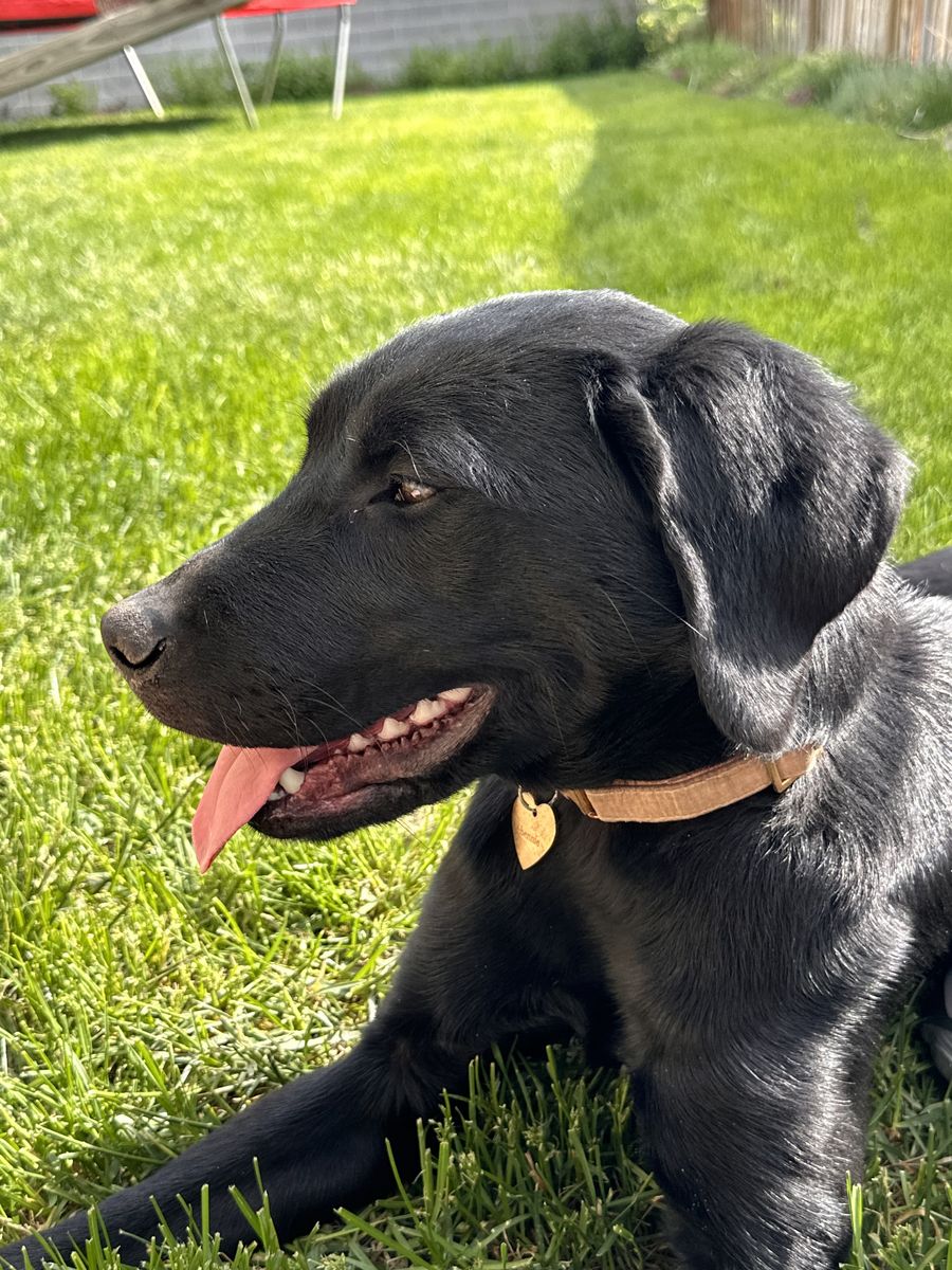 Female Black Lab - Free To Good Home