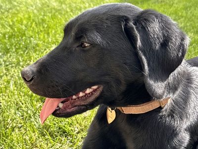 Female Black Lab - Free To Good Home