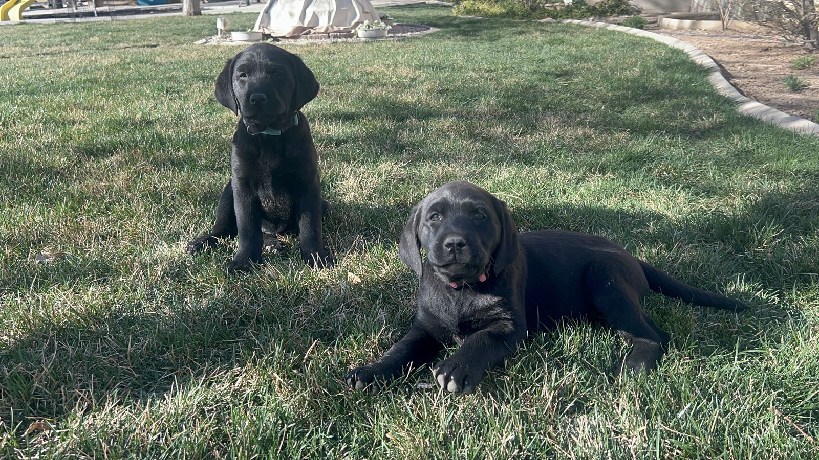 10 Weeks Old AKC Lab puppies