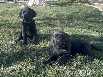 10 Weeks Old AKC Lab puppies