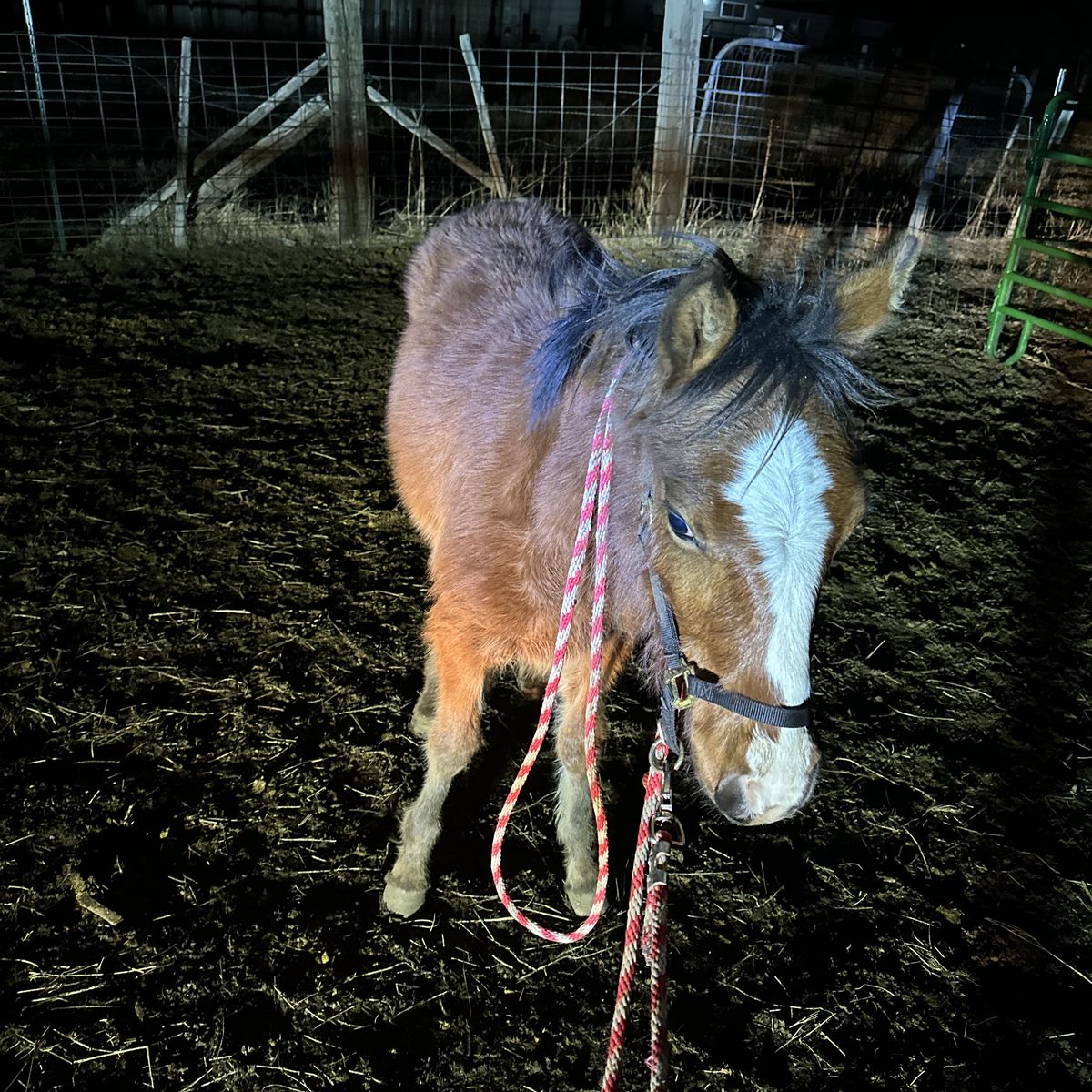 Grade horse
