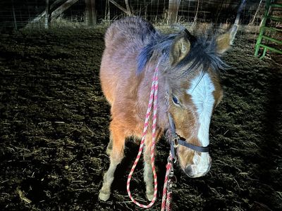 Grade horse