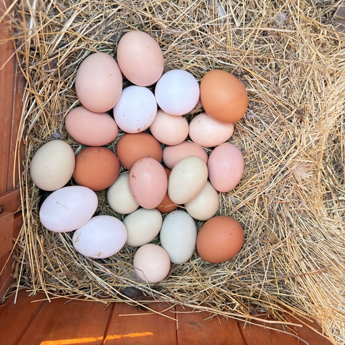 Free range chicken eggs