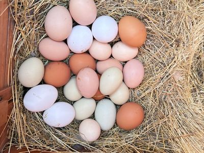 Free range chicken eggs