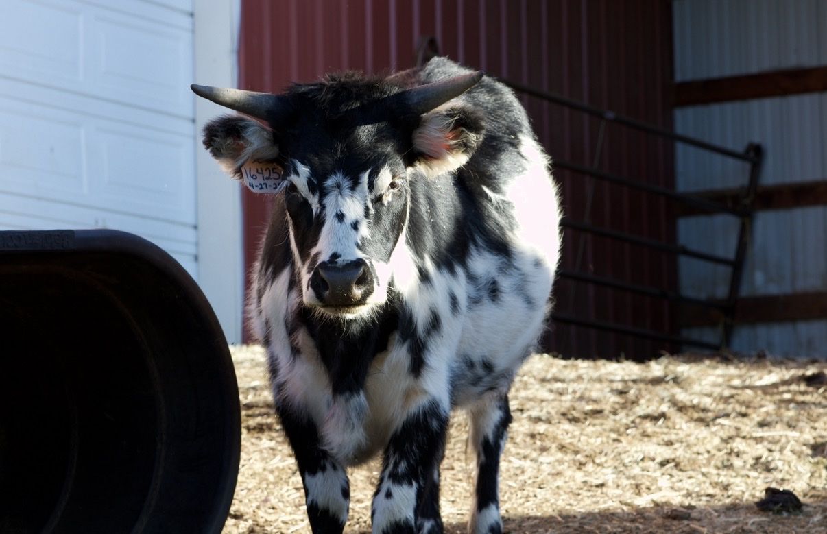 Mini Texas longhorn and highland cow
