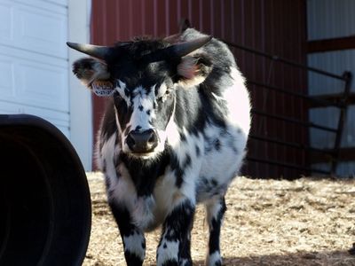 Mini Texas longhorn and highland cow