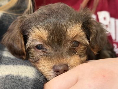TeddyBear Yorkie Puppies YorkiePoo