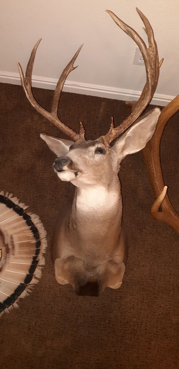 Mule Deer Mount
