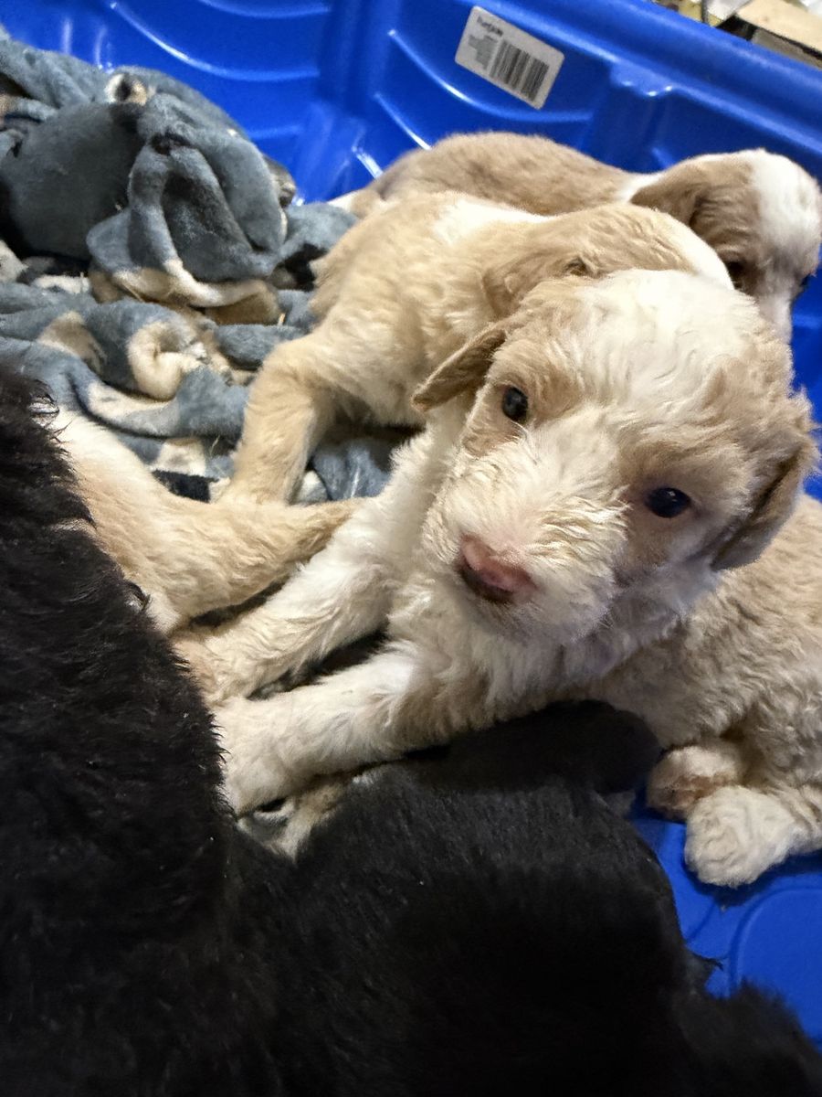 Bernedoodle mix puppies for sale