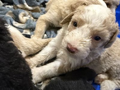 Bernedoodle mix puppies for sale