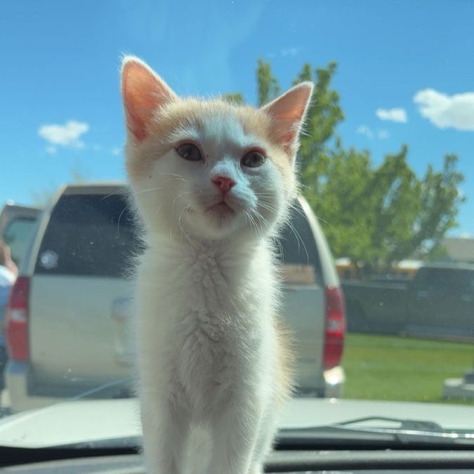 Orange and white kitten