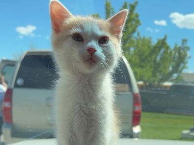 Orange and white kitten