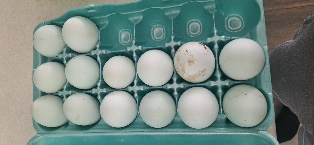 Splash Americauna Hatching Eggs