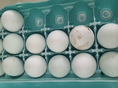 Splash Americauna Hatching Eggs