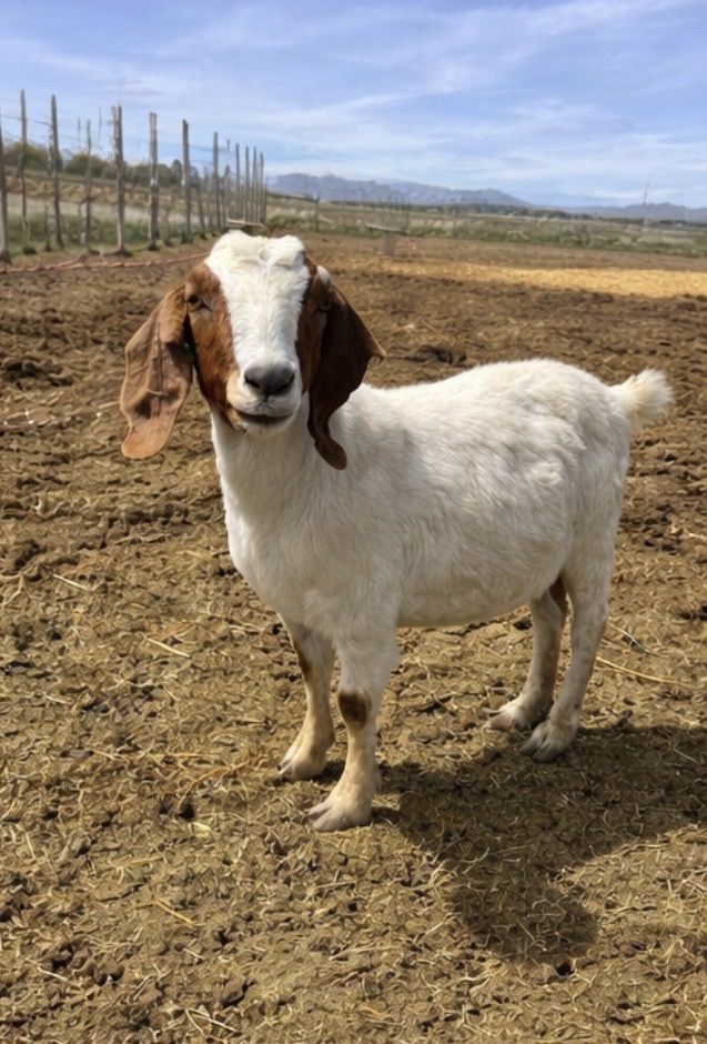 Boer Nanny In Milk With Show Genetics