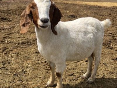 Boer Nanny In Milk With Show Genetics