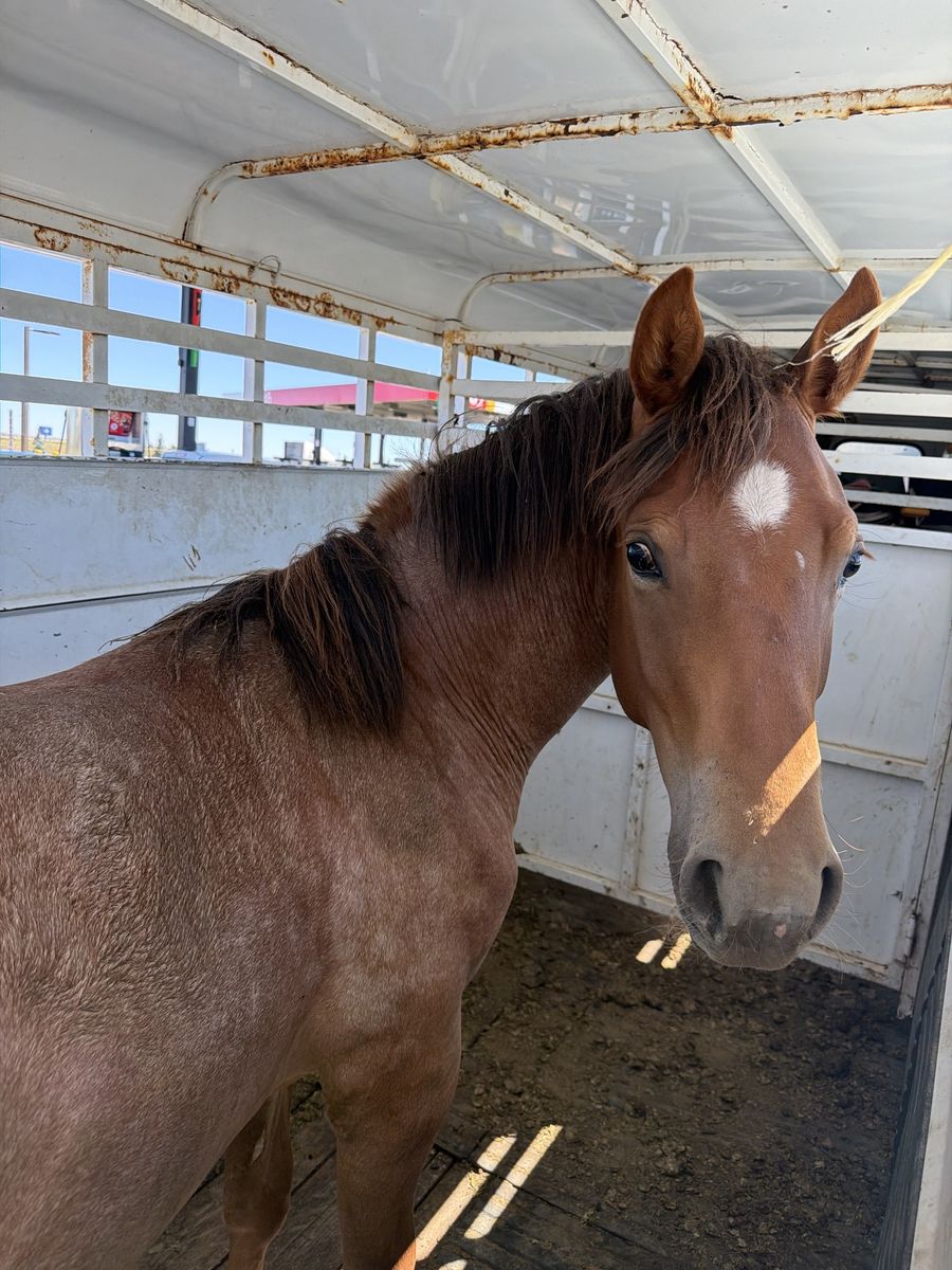 Red Roan 1/4 draft yearling