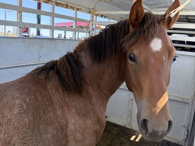 Red Roan 1/4 draft yearling
