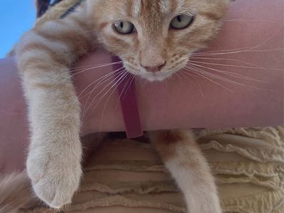 Sweet Socialized Kittens