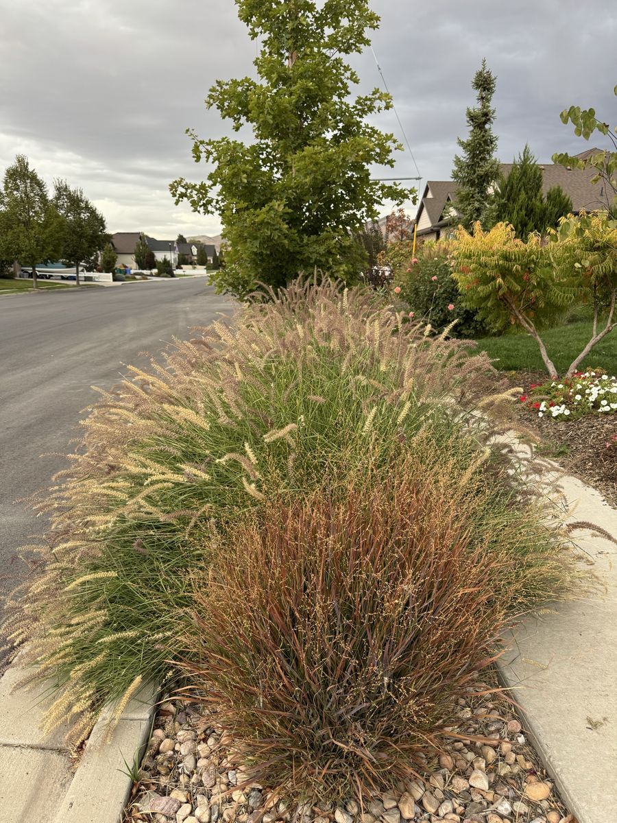 U-Dig Karley Rose Ornamental Grasses – Established