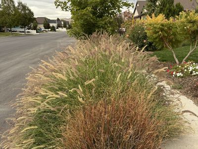 U-Dig Karley Rose Ornamental Grasses – Established