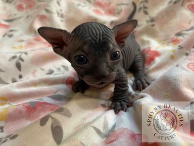 *UNIQUE BEAUTIFUL BAMBINO & SPHYNX KITTENS*