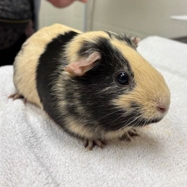 Hello my name is Butter
