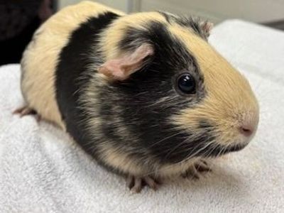 Hello my name is Butter