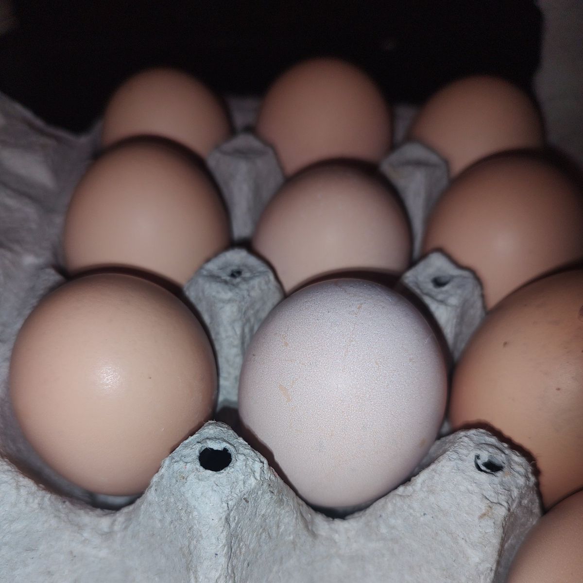 fertile hatching eggs