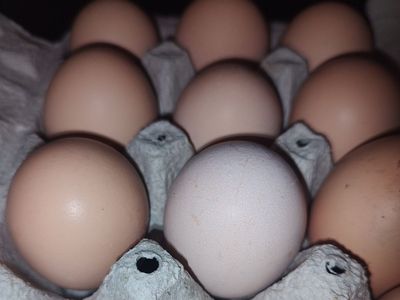 fertile hatching eggs