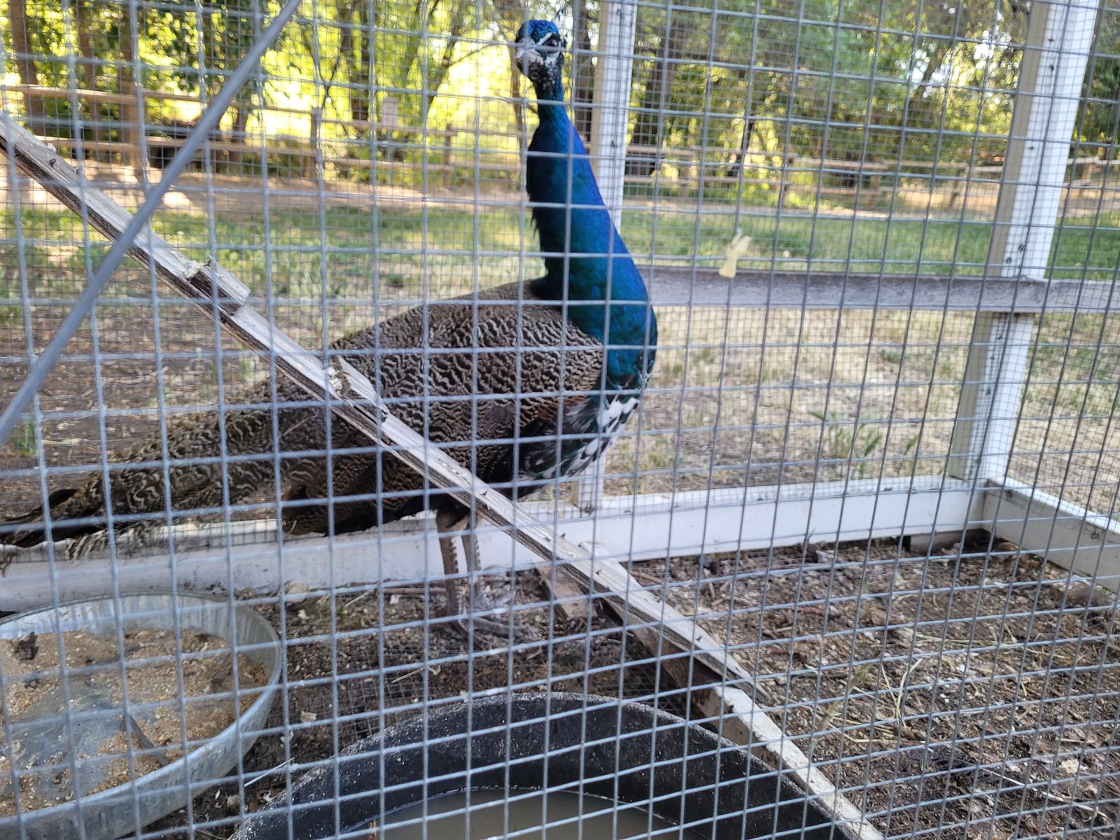 Yearling Peacock Males