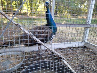 Yearling Peacock Males