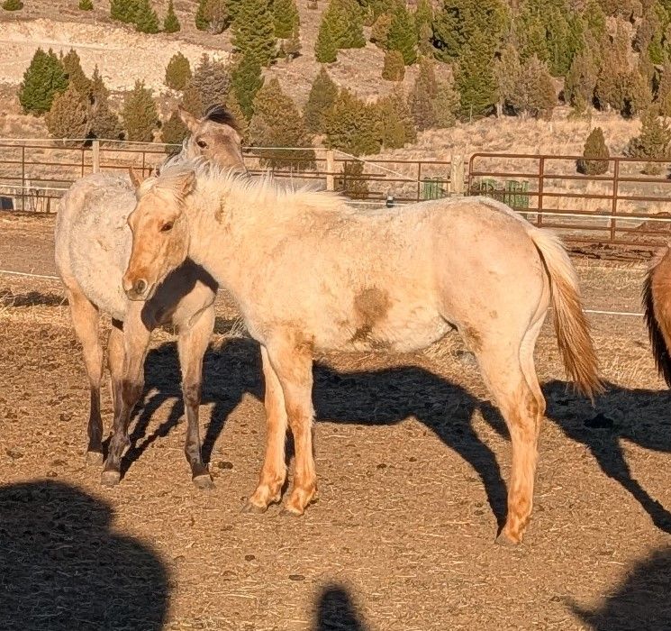 2025 Palomino Dun Roan AQHA yearling gelding