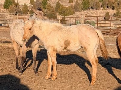 2025 Palomino Dun Roan AQHA yearling gelding