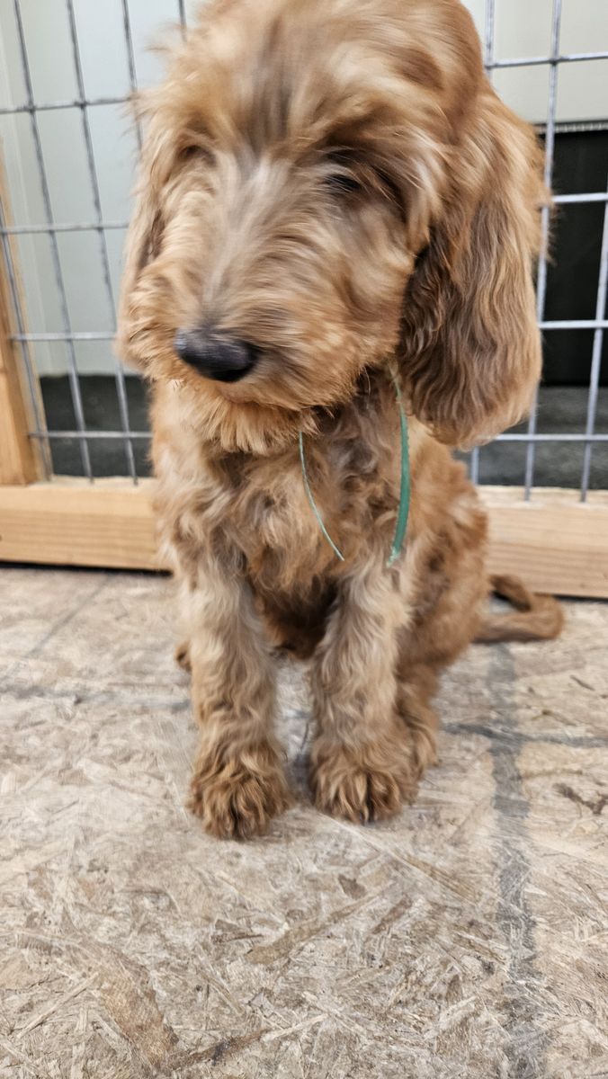 F1BB hypoallergenic Bernedoodle and Goldendoodle puppies ready now!