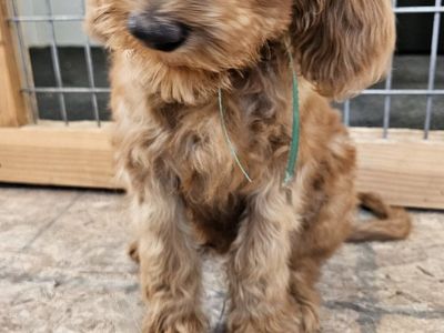 F1BB hypoallergenic Bernedoodle and Goldendoodle puppies ready now!