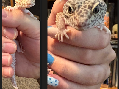 Two Leopard Geckos