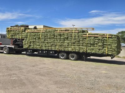 Small bale Alfalfa hay (Delivery available)