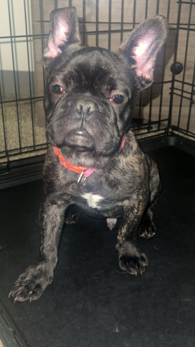 AKC frenchie