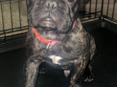 AKC frenchie